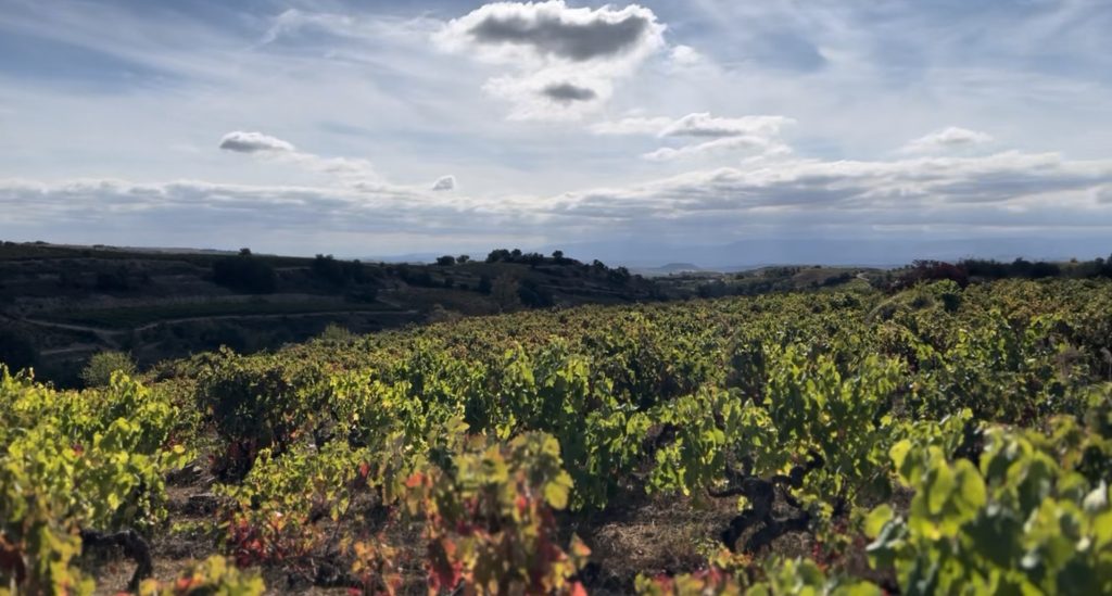 Vendimia 2025 en la Rioja Alavesa